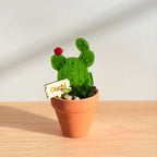 Cactus petit pot