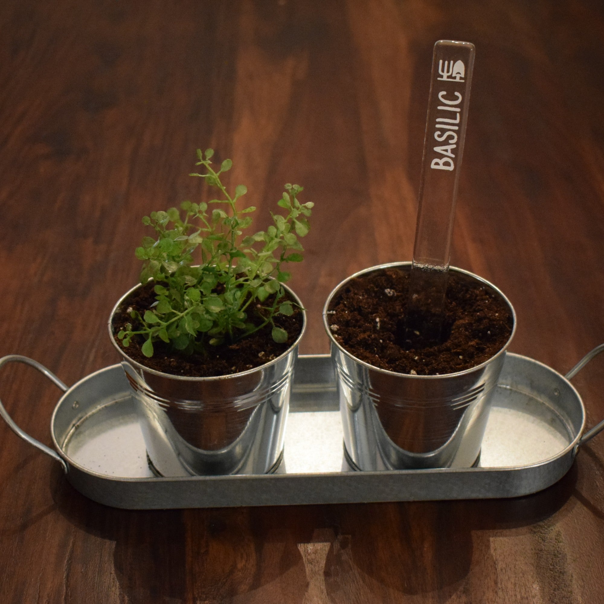 Marqueur de potager - FINE HERBE