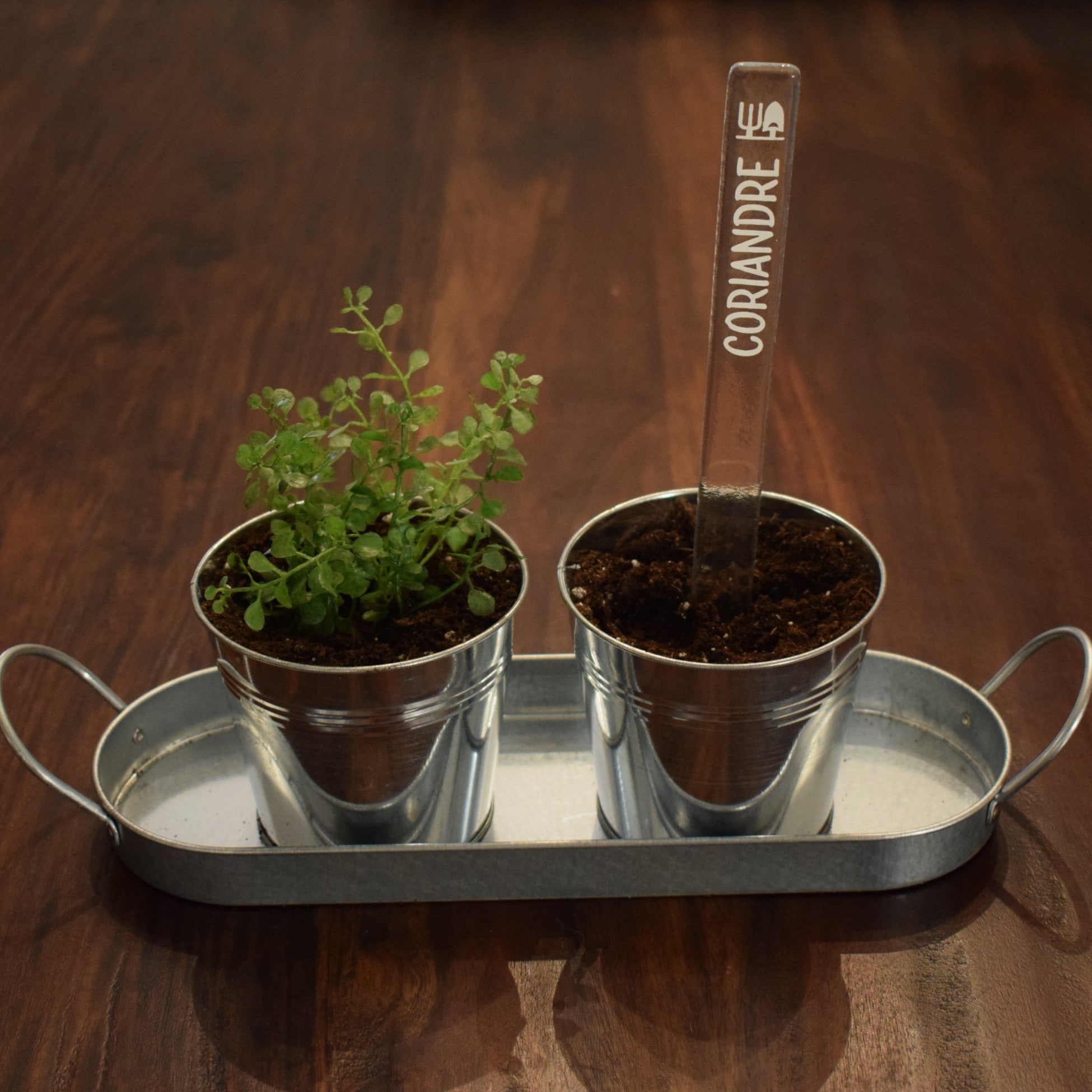 Marqueur de potager - FINE HERBE